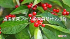 遍插茱萸少一人的茱萸是什么植物