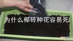 为什么椰砖种花容易死
