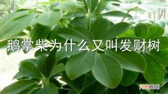 鹅掌柴为什么又叫发财树