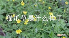 猫爪草是什么样子