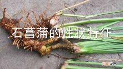 石菖蒲的性状特征