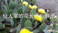 仙人掌的花长什么样子