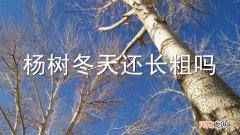杨树冬天还长粗吗