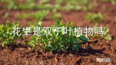 花生是双子叶植物吗