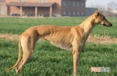 格力犬和格惠犬有什么区别