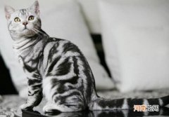 虎斑猫和美短的区别