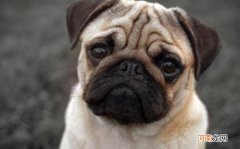 八哥犬和斗牛犬的区别