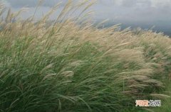 芒草是什么植物