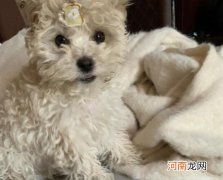 马尔泰狗是什么品种