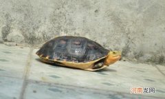 大乌龟和小乌龟可以放在一起吗