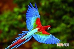 鹦鹉下无精蛋怎么处理