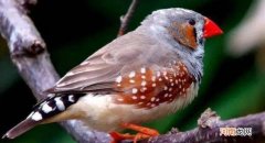 珍珠鸟炸毛是怎么回事