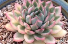 多肉出锦是什么意思?