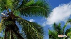 棕榈树和椰子树的区别