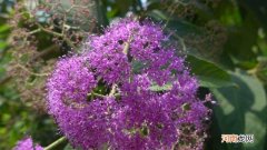 裸花紫珠是什么植物