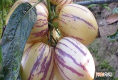 人参果是长在树上还是长在藤上