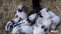 兔子生第一胎容易死的原因