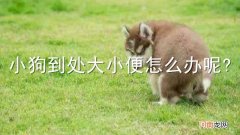 小狗到处大小便怎么办呢?