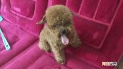 泰迪爆毛和不爆毛的区别