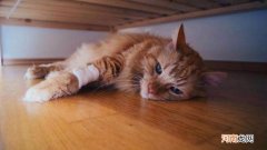 猫换环境的应激期多长