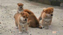 怎么分辨柴犬是纯种还是串