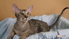 东方猫是什么品种