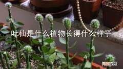 叶仙是什么植物长得什么样子