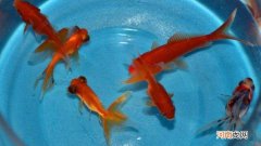 养小金鱼几天换一次水