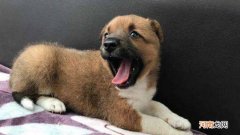 狗狗眼里有眼线虫怎么办