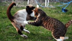 猫打架会咬死对方吗
