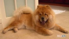 松狮犬又称什么犬