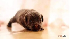 狗狗换牙期间要注意什么