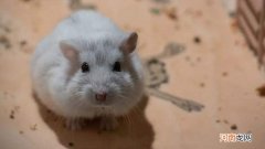 15度仓鼠会冻死吗