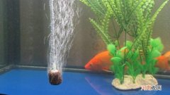 养金鱼需要氧气泵吗?