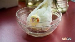 玄凤鹦鹉怎么洗澡