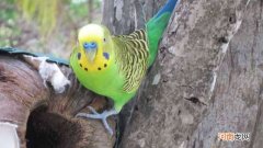 大头鹦鹉能教会说话吗