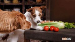 狗狗护食怎么办如何纠正