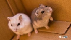 公仓鼠求偶的表现
