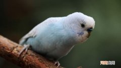 虎皮鹦鹉炸毛没精神会自愈吗