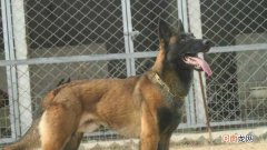 正宗马犬的特征