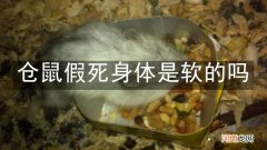 仓鼠假死身体是软的吗