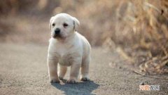 拉布拉多掉毛解决方法