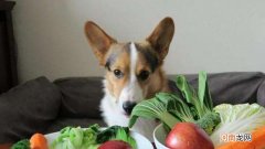 狗狗吃白萝卜危害