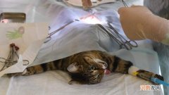 猫做绝育手术后多久能恢复