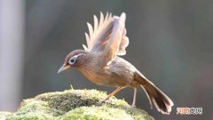 画眉鸟怎样养爱叫