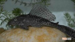 鱼缸中为什么要养清道夫?