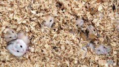 仓鼠多久换一次木屑