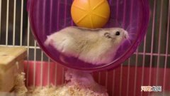 为什么死掉的仓鼠要马上处理