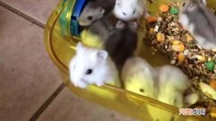 仓鼠喂食时间和量