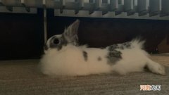 兔子一抱就蹬怎么办呢